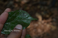 Neuropeltis malabarica